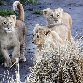 ����. ���� ��������. ������ ����� �� ��������