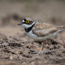 ����. ����� ����������. ���