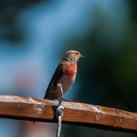 ����� ���� ��������. �����