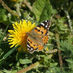 Бабочка репейница на цветке одуванчика