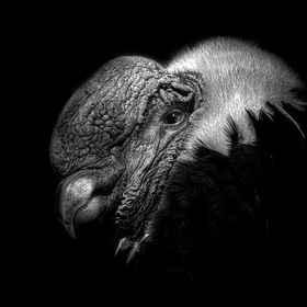 . Vultur gryphus