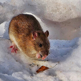 ����. ���� ��������. ���-�� � �������