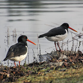 ����. ���� ��������. ������� �������