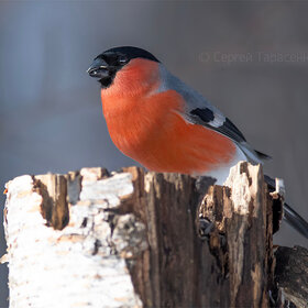 ����. ���������. �������