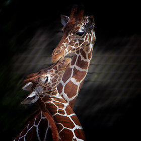 ����. ������. ���������