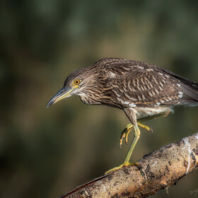 ����. �����. �����