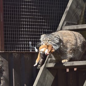 ����. ���. ����� ������ � �������