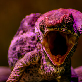 *���������� ��������.