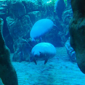 ����. ���������. ����������