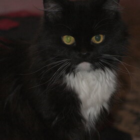 ����� ���� ��������. �������� ��������