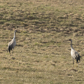 ����. ���� ��������. �������-2