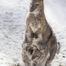 ����. ���� ��������. ***