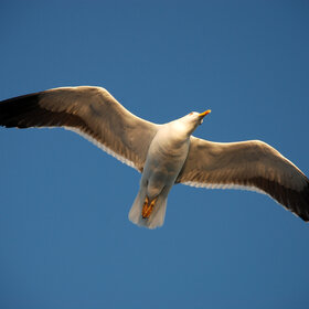 ����. ���� ��������. ��������� � ������, ������� ���� �������...