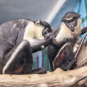 ����. ����� ��������. �������� �����