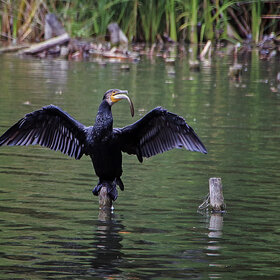 ����. ���� ��������. ������� �����