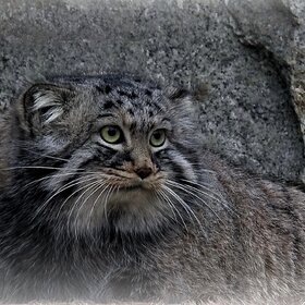 ����. ���� ��������. ����������