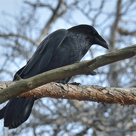 o (Corvus corax)