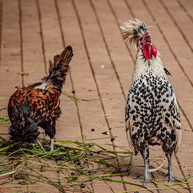 ����. ��������. �����