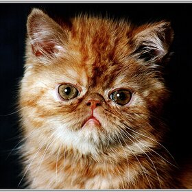 ����. ������. ����� ����� � ��������� ��������.