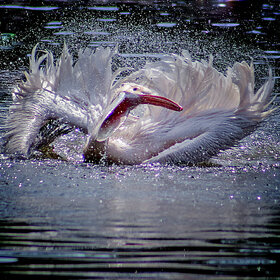 ����. �������. *****