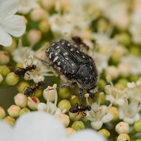 Муравьи прогоняют жука с цветов калины