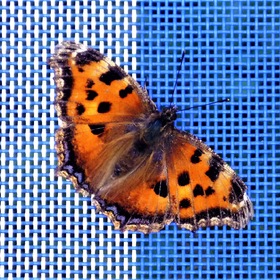 Осенняя бабочка