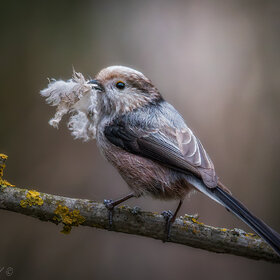 ��� ���� � �����