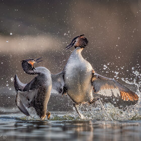 ����. ���������. ������ ������