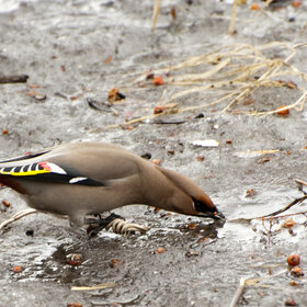 ����. ���� ��������. �����