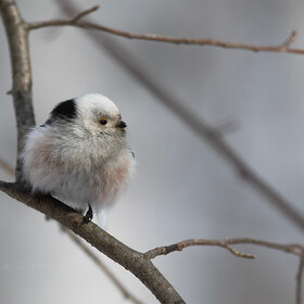 ����. ���� ��������. ������������� ������� (���������)