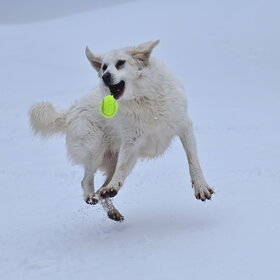 ����. ���� ��������. �����