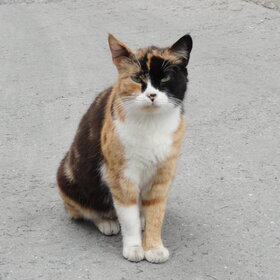 ����. �������� ��������. ��������