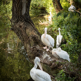 Пеликаны в москвовском зоопарке