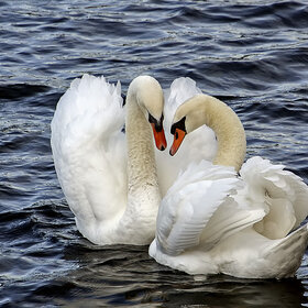 ���� ���������� ����