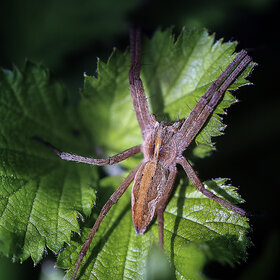 ����. �����. *******