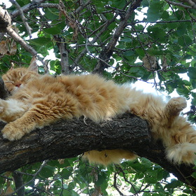 ....кот на дереве дремал...