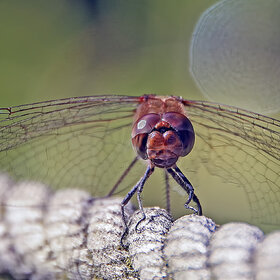 ����. ����. ****