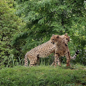 ����. ����� ��������. �� ��������