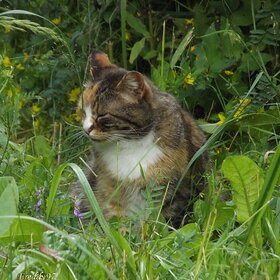 ����. ���� ��������. �����