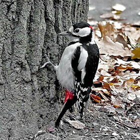 ����. �����. ���������