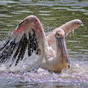 ����. �������. ***