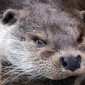 ����� ���� ��������. *****