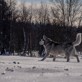 ����. �������� ��������. �������� ��������