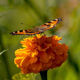 ����. ���� ��������. �������