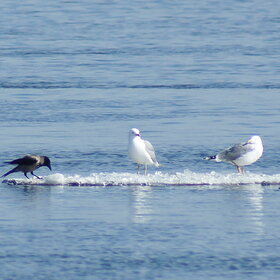 ������ ������