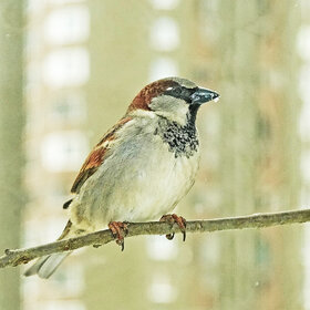 ������� �������