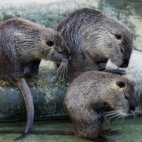 ����. ���� ��������. ��� ���?