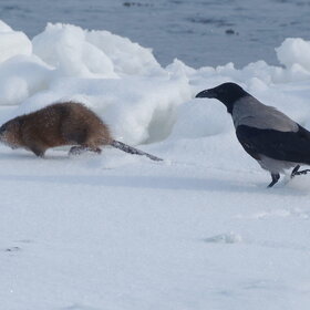 ����. �����. ����� ������ ���������� �����