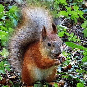 ����. ���� ��������. � �������