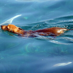 ����� ���� ��������. �� ��������.....